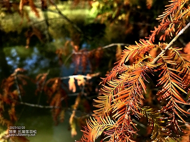 三灣落羽松-苗栗_10