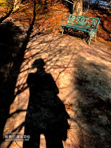 三灣落羽松-苗栗_11