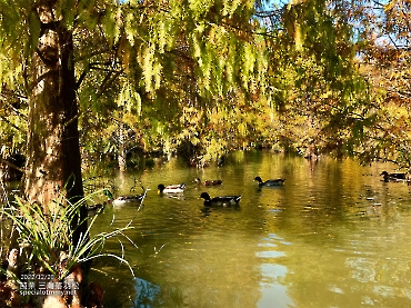 三灣落羽松-苗栗_4