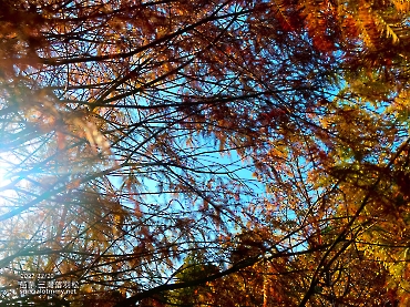 三灣落羽松-苗栗_7