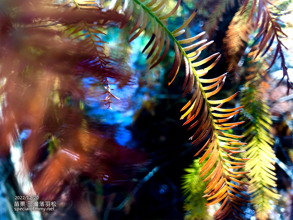 三灣落羽松-苗栗_1