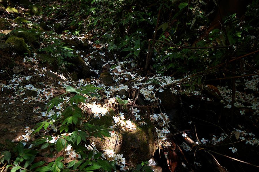 hakka-tung-2_22